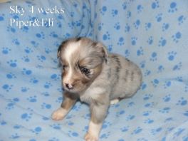 Sky at 4 weeks old. Out of Piper and Eli Sold
