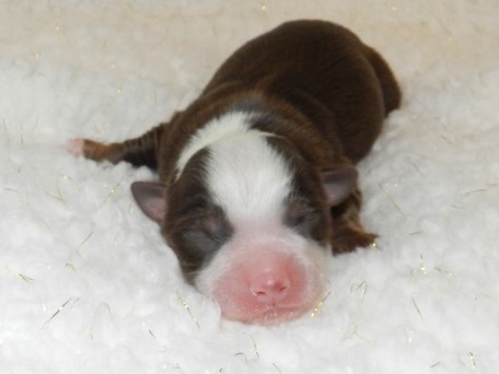 Harvest Red Tri Male AVAILABLE Pending eye color