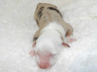 Apple Red Merle Female AVAILABLE $1800